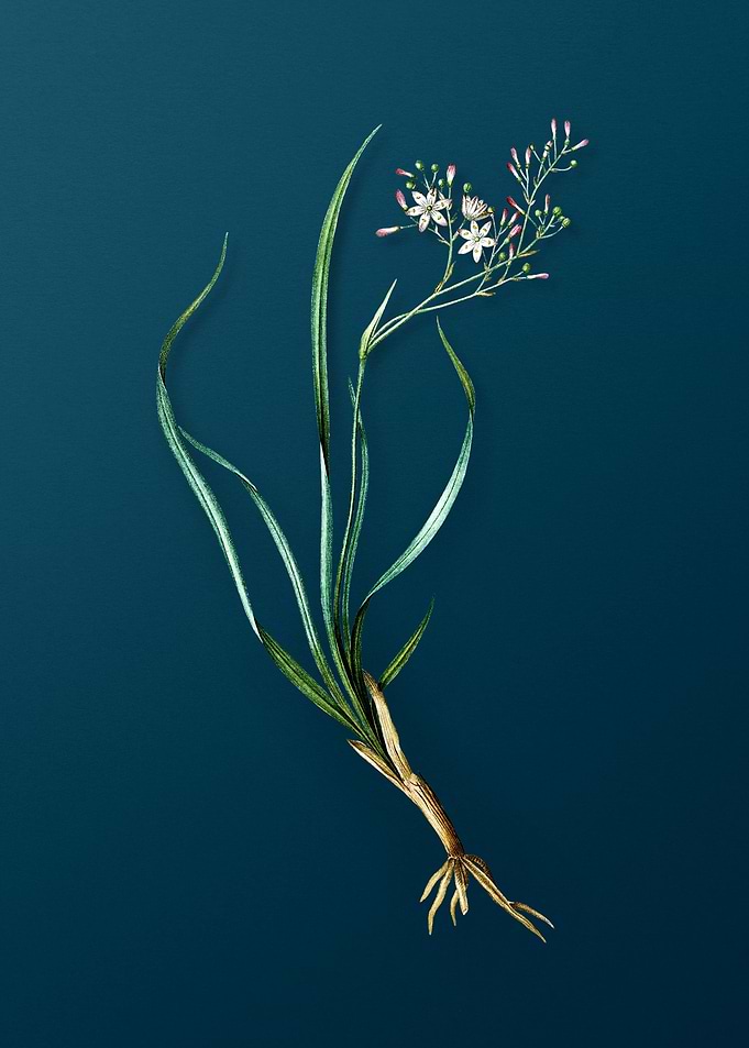 Antique Phalangium Bicolor
