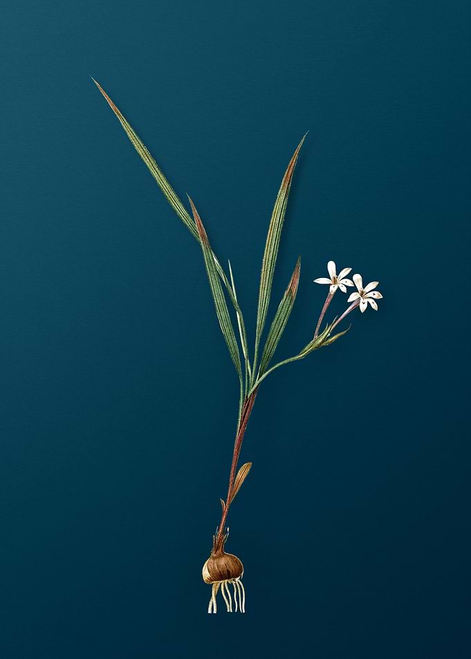 Gladiolus Inclinatus