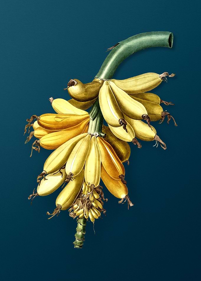 Banana on Dark Teal