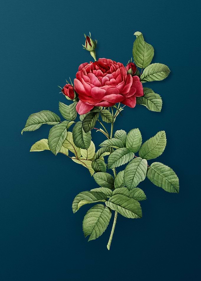 Red Gallic Rose