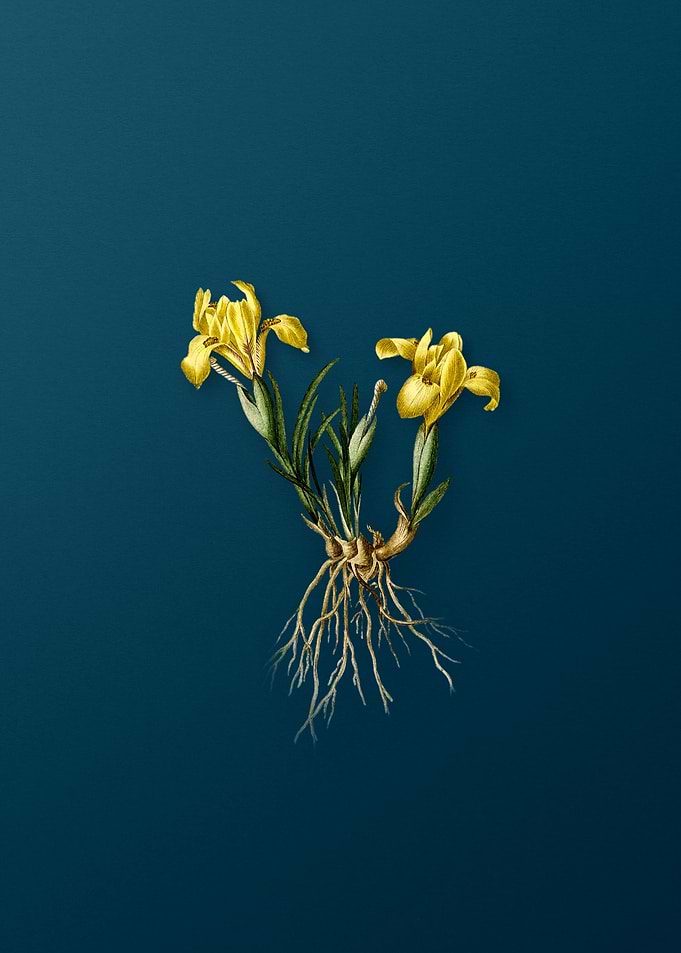 Sand Iris