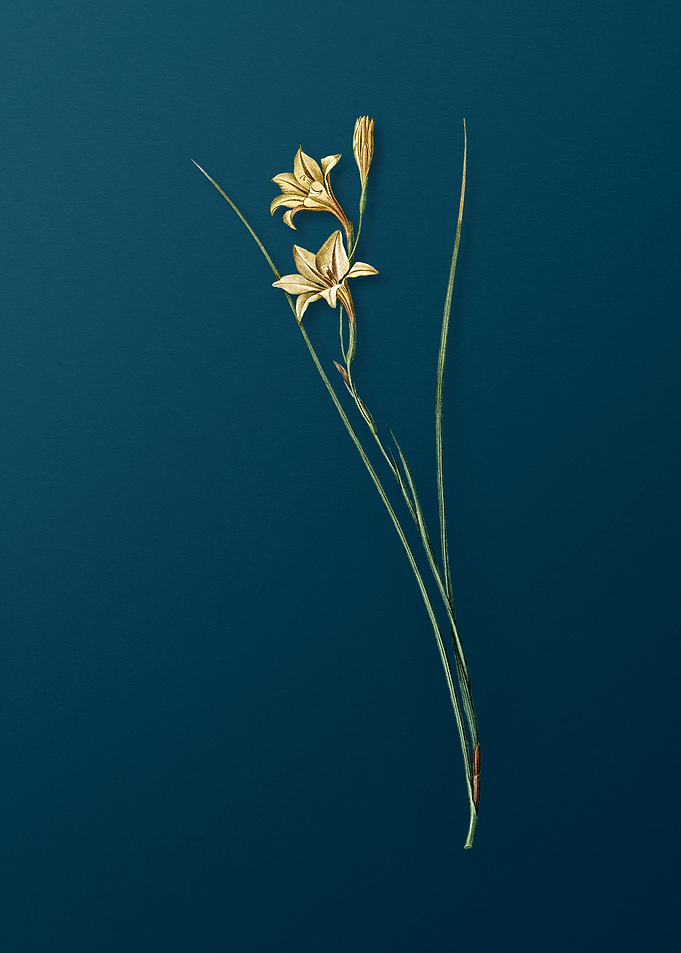 Vintage Gladiolus