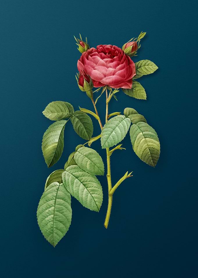 Red Gallic Rose