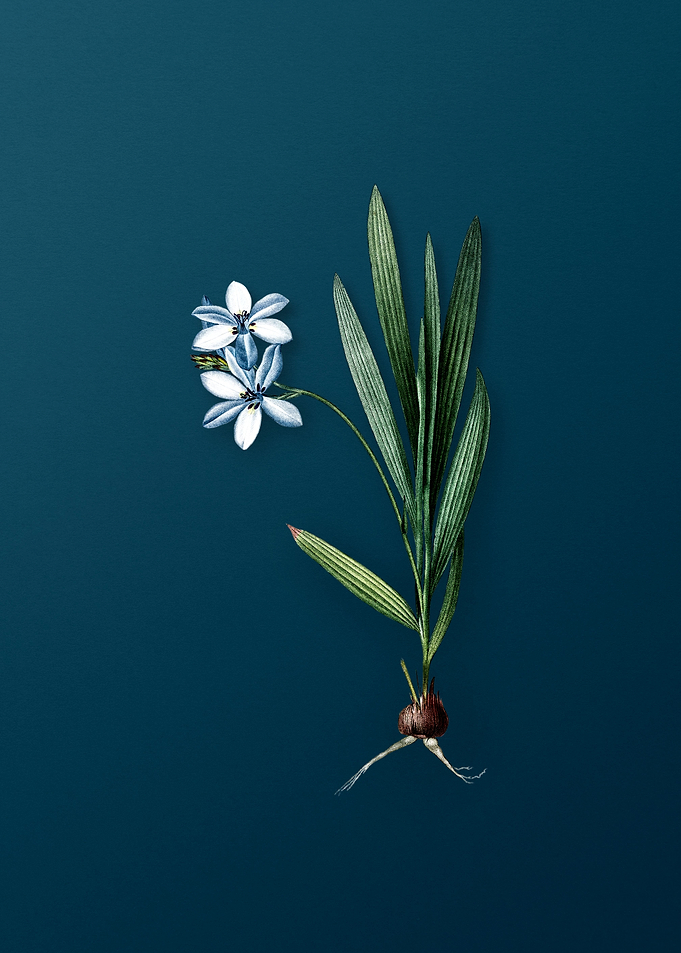 Vintage Gladiolus Plicatus