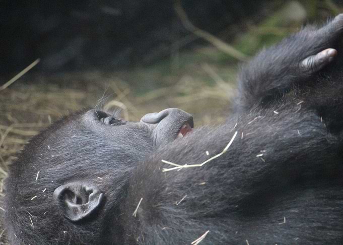Baby Gorilla