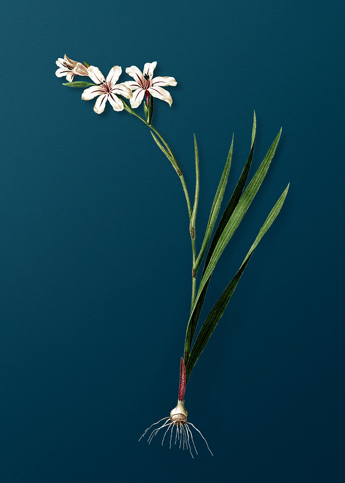 Gladiolus Flower