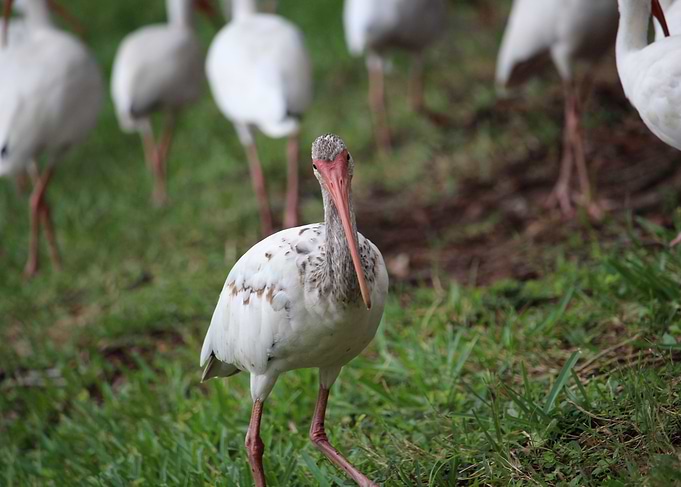 Ibis