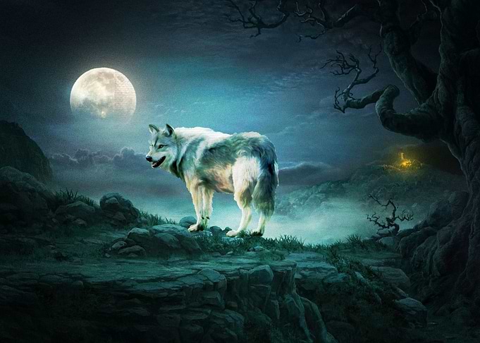 Wolf Animals Moon Nig