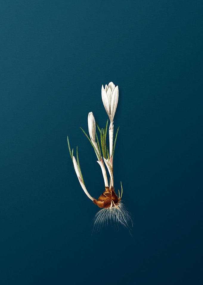 Spring Crocus Flowers