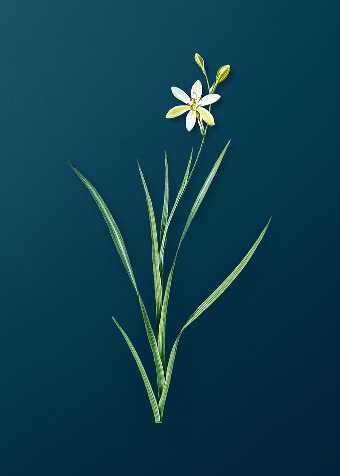 Ixia Anemonae Flora