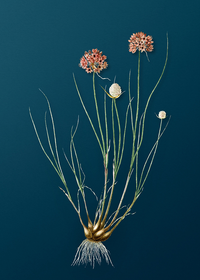Allium Globosum on Teal