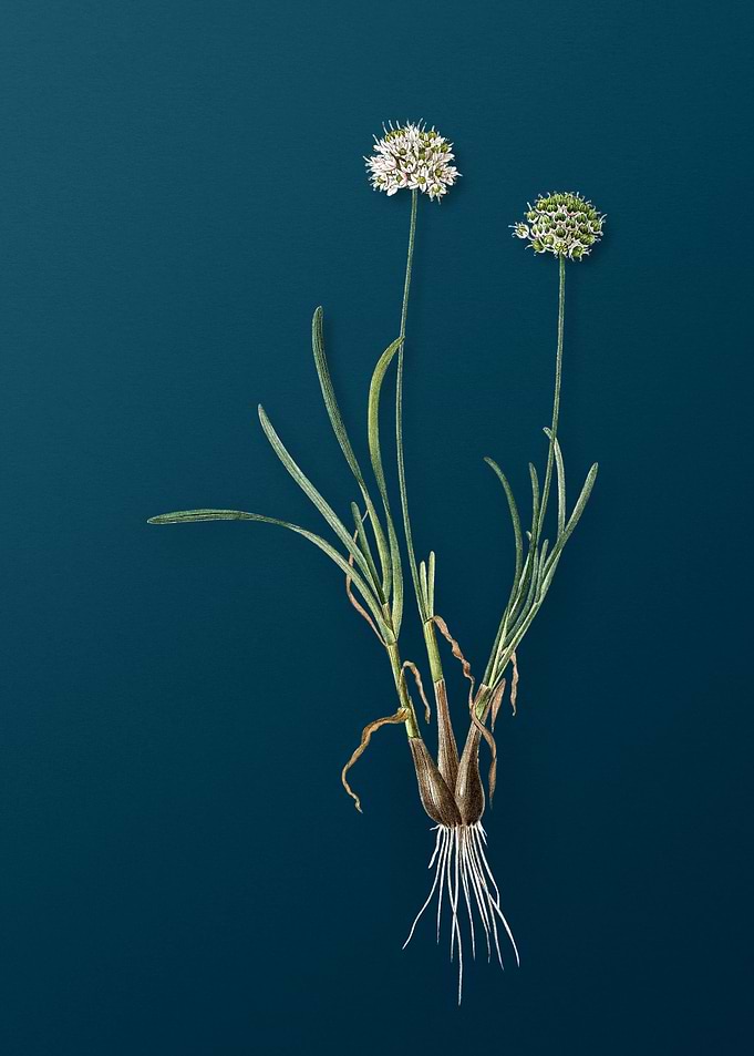 Allium Carolinianum