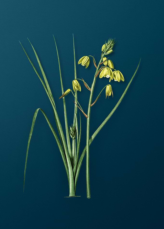 Slime Lily
