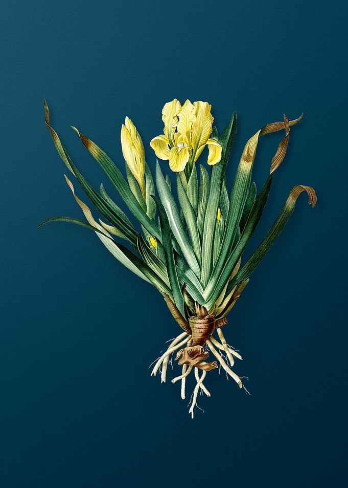 Crimean Iris