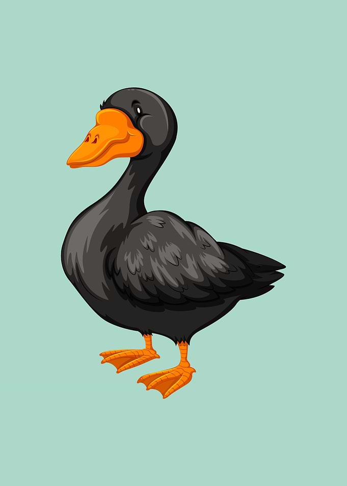 Duck
