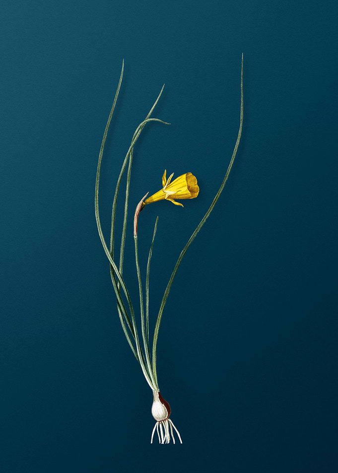 Daffodil Flowers
