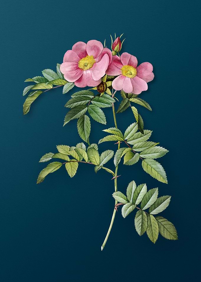Blooming Rosa Lucida