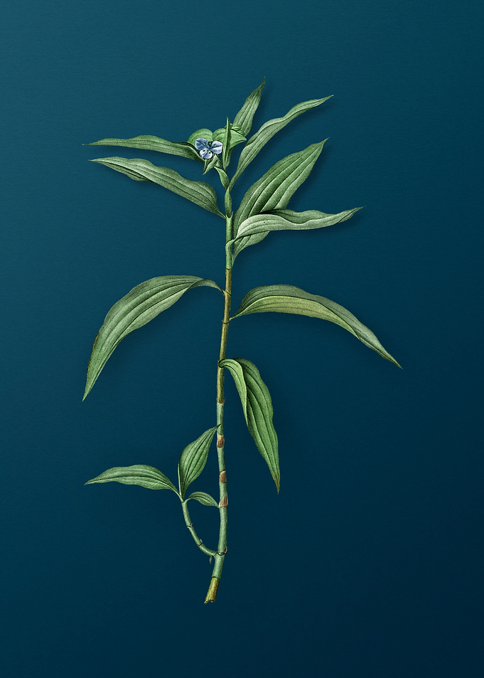 Dayflower
