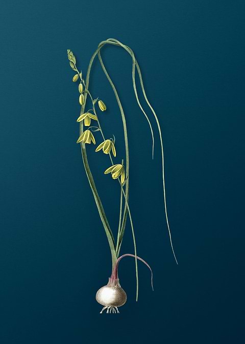 Albuca on Teal