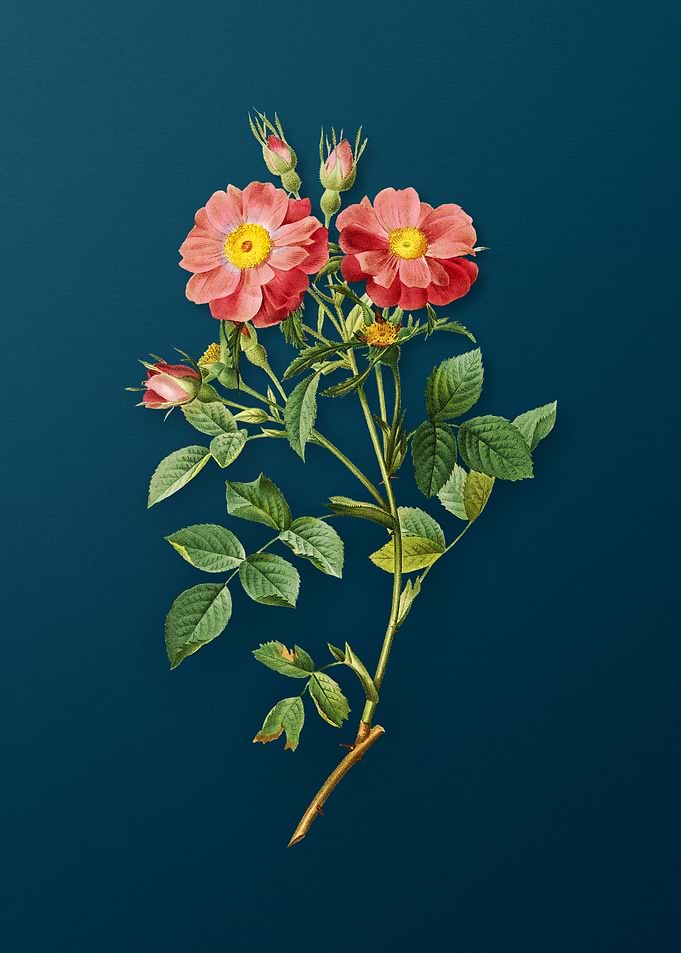 Elizabeths Sweetbriar Rose