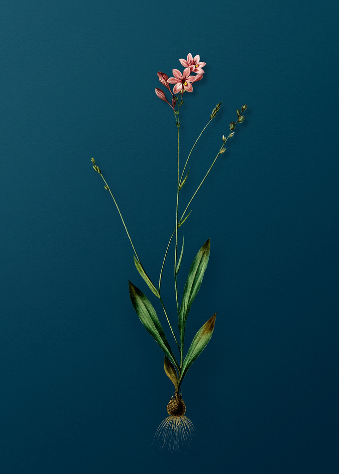 Vintage Gladiolus Junceus