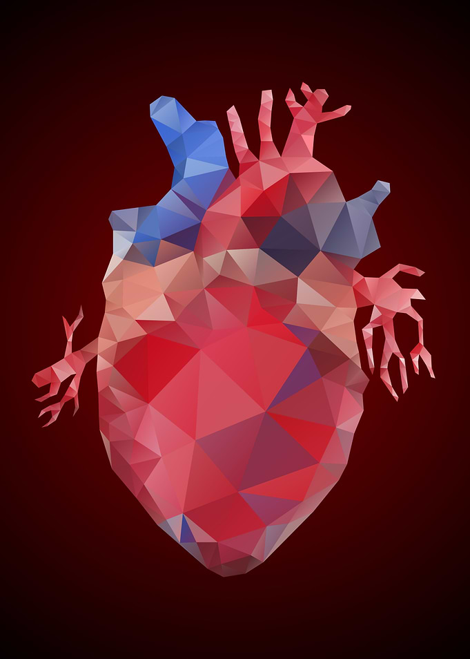 Low Poly Heart Anatomy