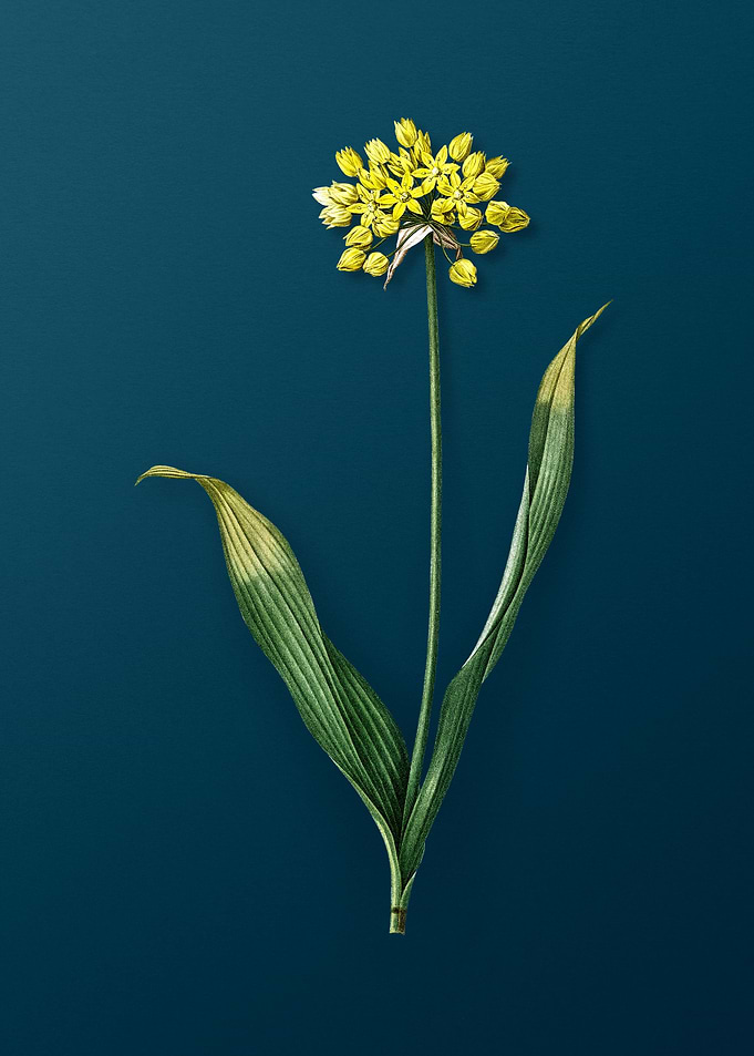 Golden Garlic