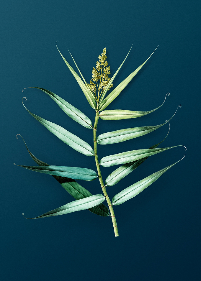 Bush Cane