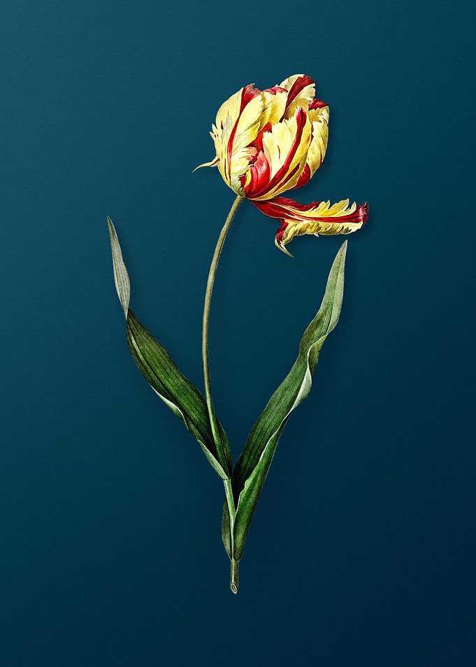Didiers Tulip Flowers