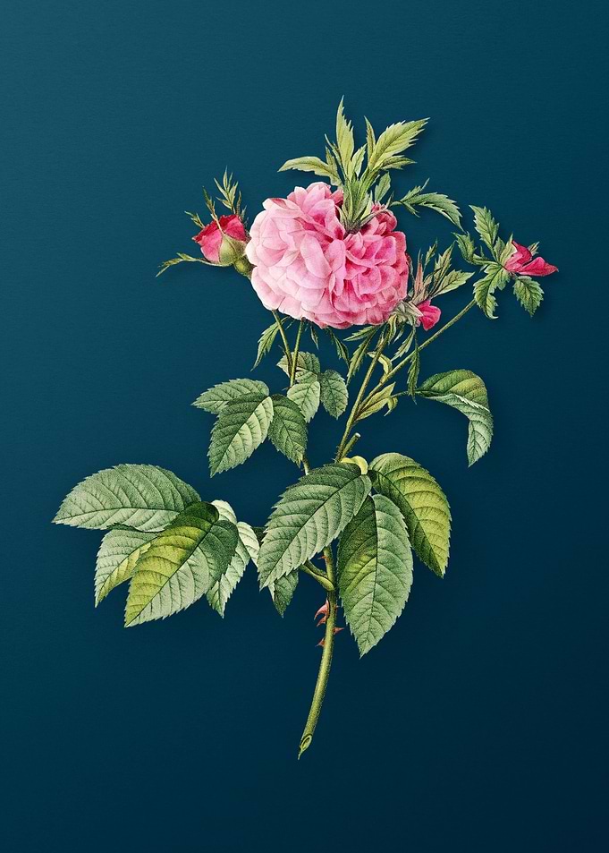 Pink Agatha Rose Flower
