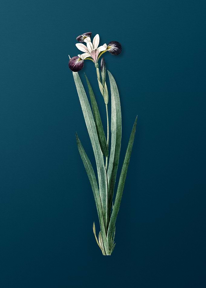 Harlequin Blueflag