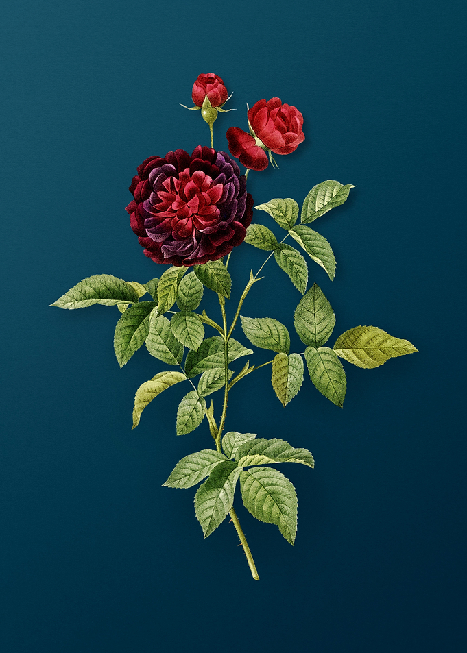 One Hundred Leaved Rose