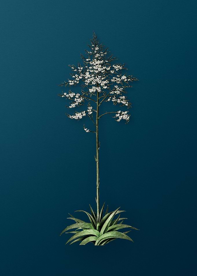 Giant Cabuya Flower