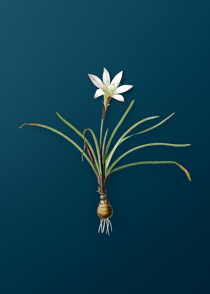 Rain Lily