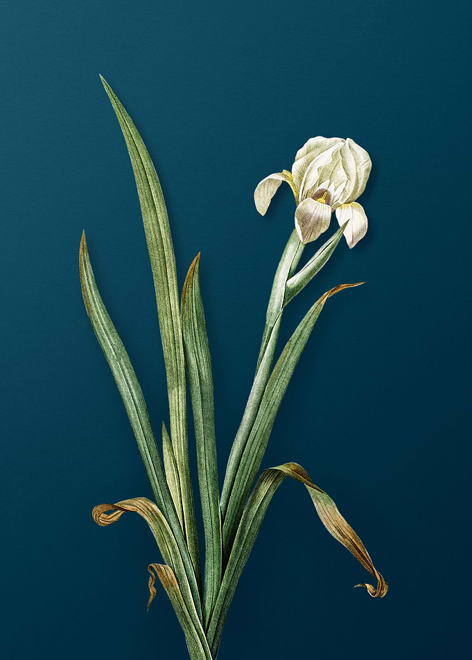 Crimean Iris