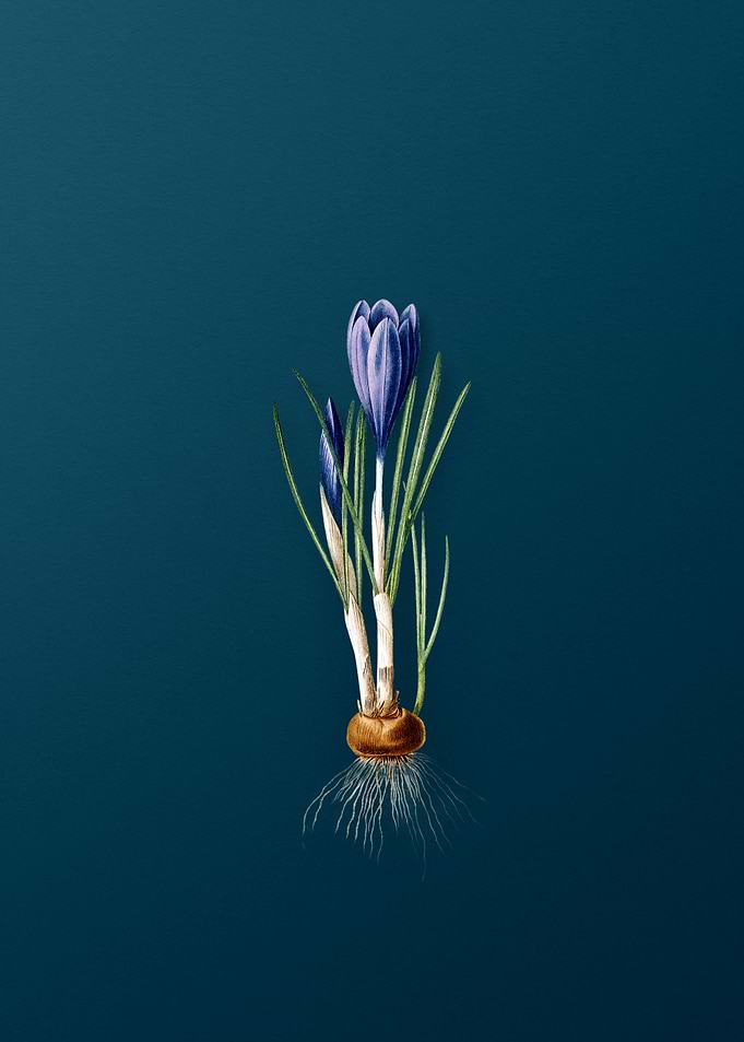 Spring Crocus Flowers