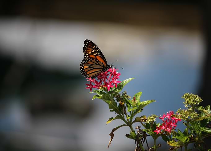 Butterfly on Flower