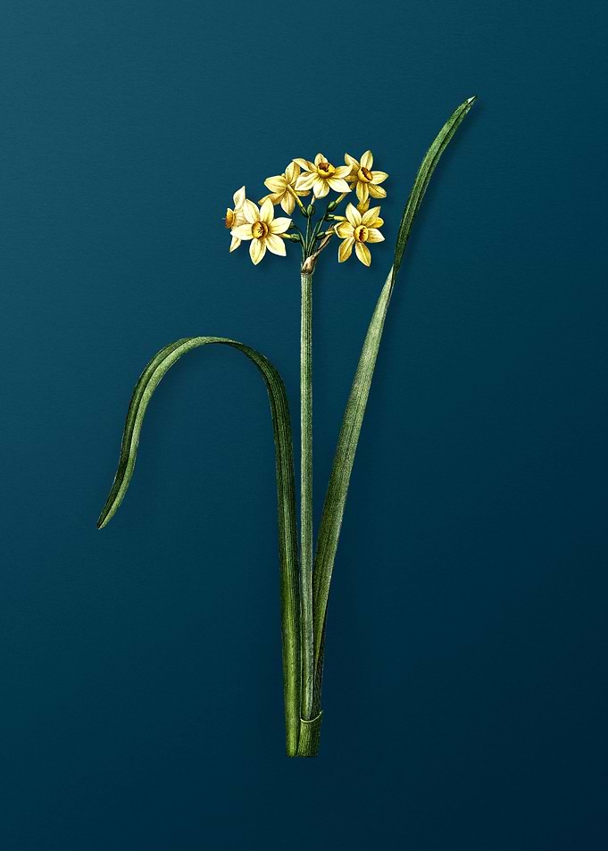 Cowslip Cupped Daffodil