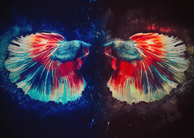 HM Betta Fish