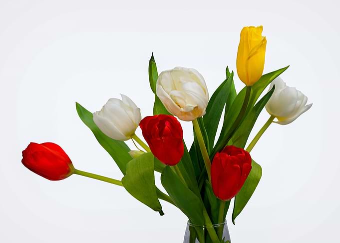 Colorful Tulips On White