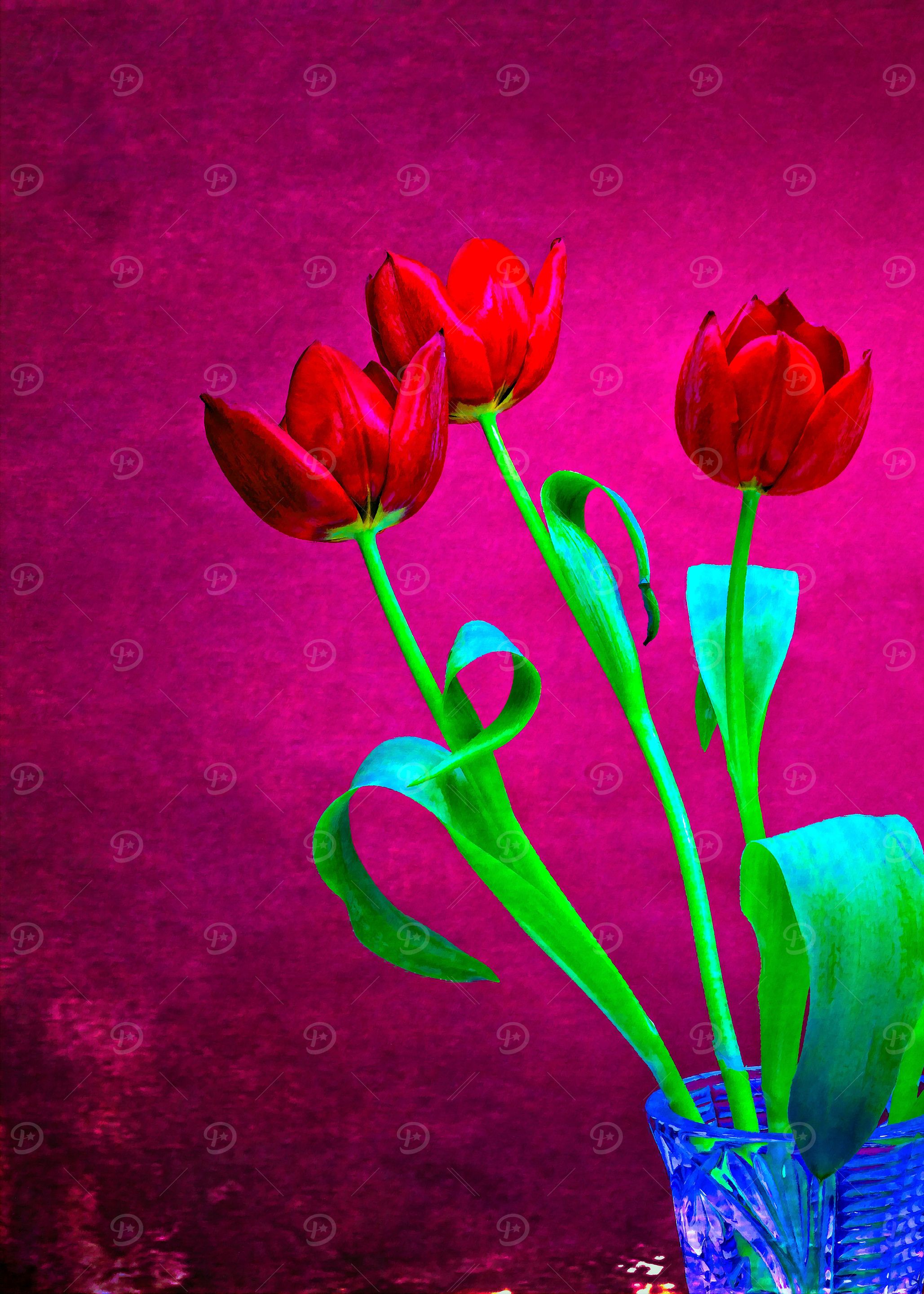 Three Red Tulips On Red