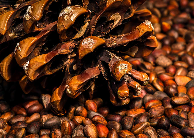 Pine Cone And Nuts