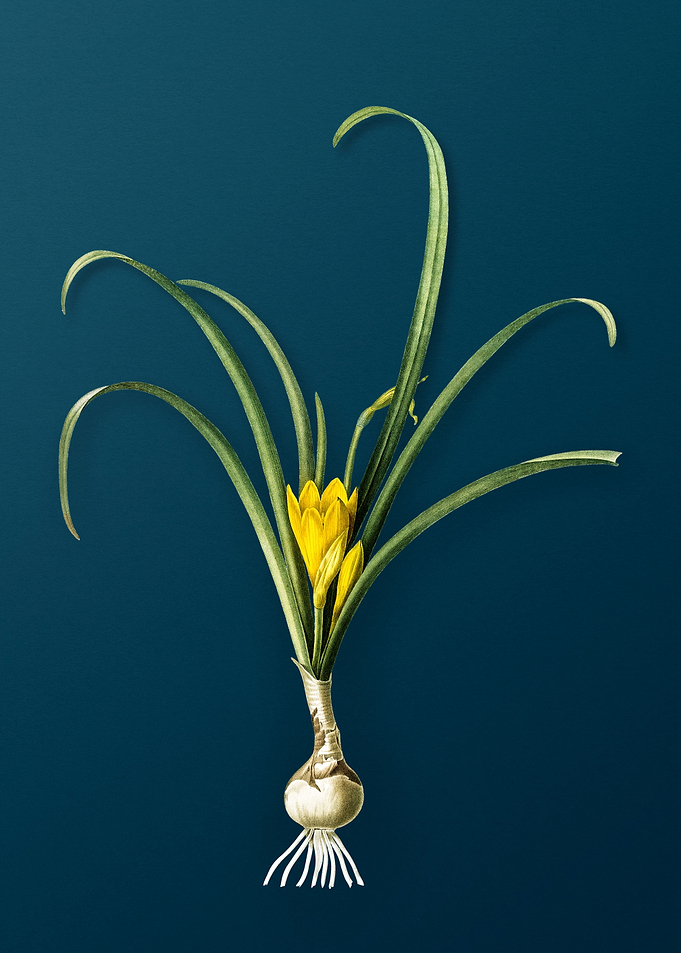 Yellow Autumn Crocus