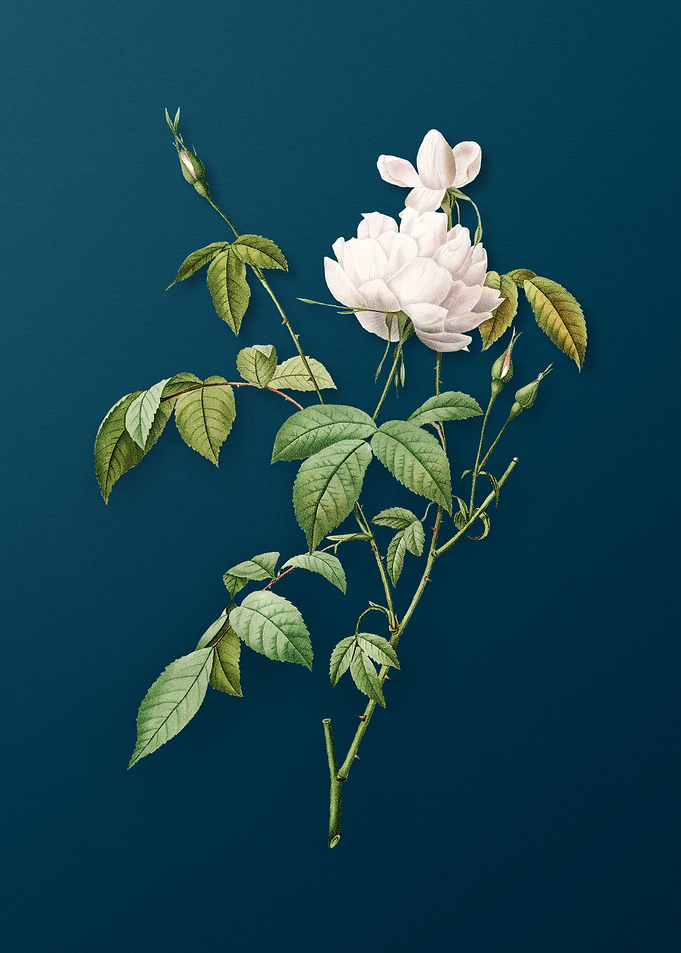 White Bengal Rose