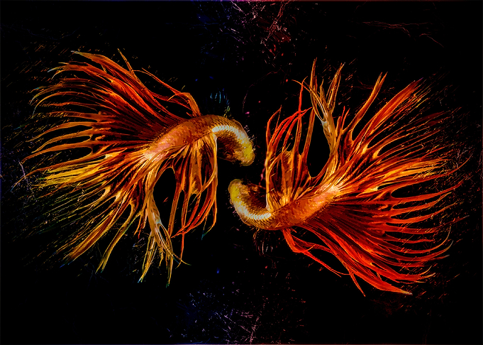 Gold Crowntail Betta Fish