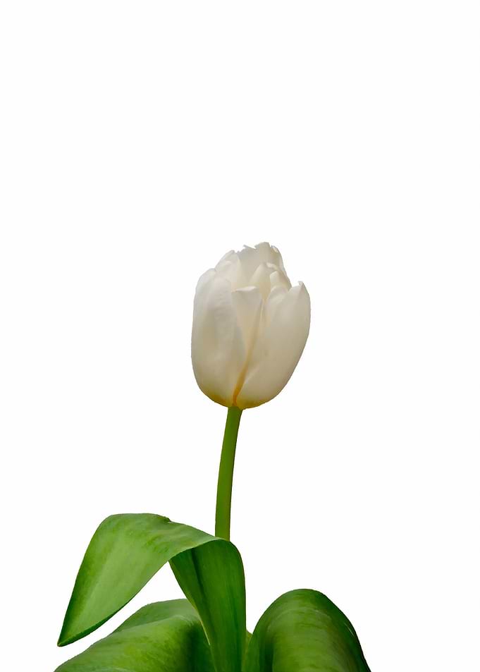 White Tulip On White