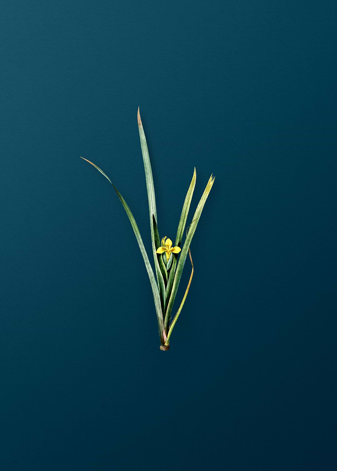 Yellow Iris