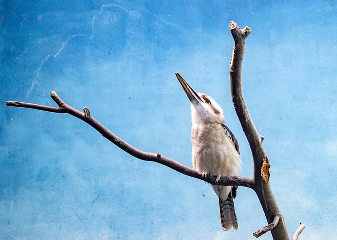 tropical bird on blue bac