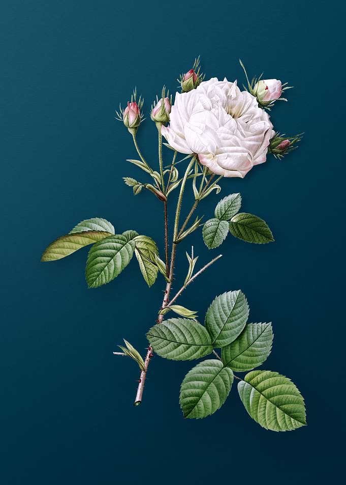 White Provence Rose