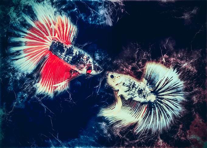 HM Betta Fish red white